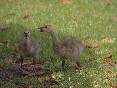 [The two goslings in the shade of a tree are standing beside each other with their legs apart, their mouths open, and their tongues visible as they try to his at me. The gosling on the left faces the camera while the one on the right has its left side to the camera.]